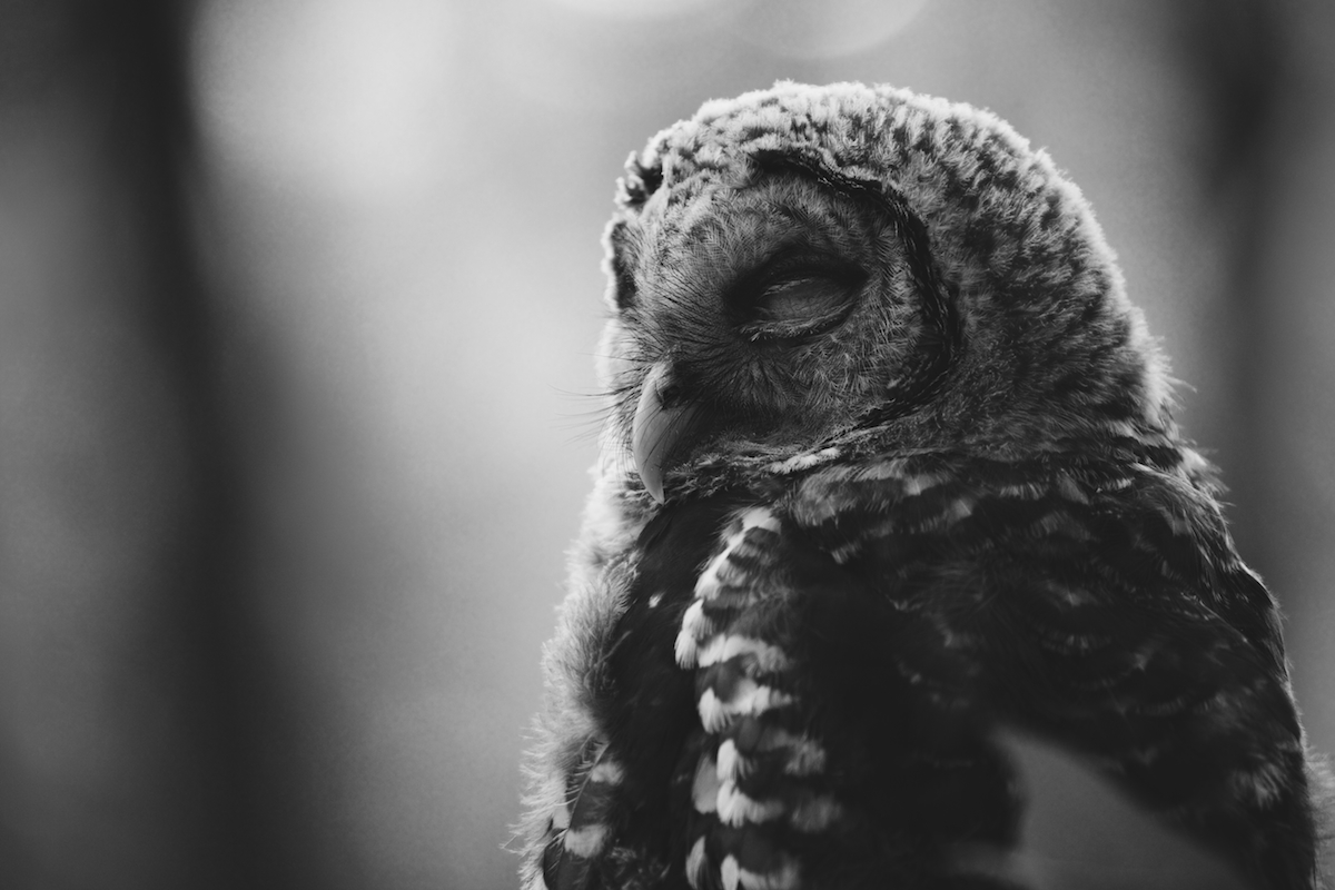 owlsleeping.jpg